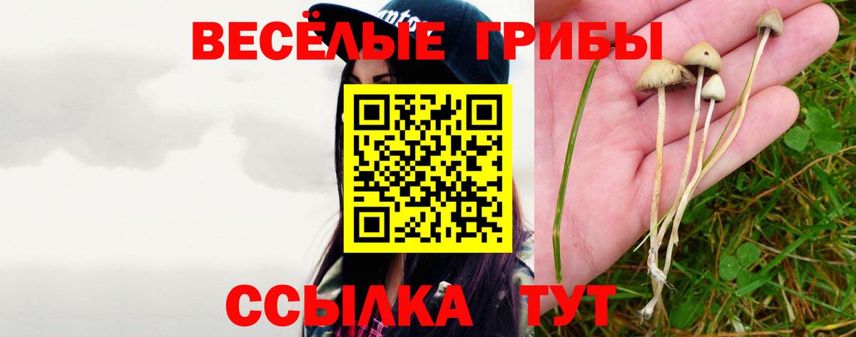 Псилоцибиновые грибы Psilocybine cubensis Осинники